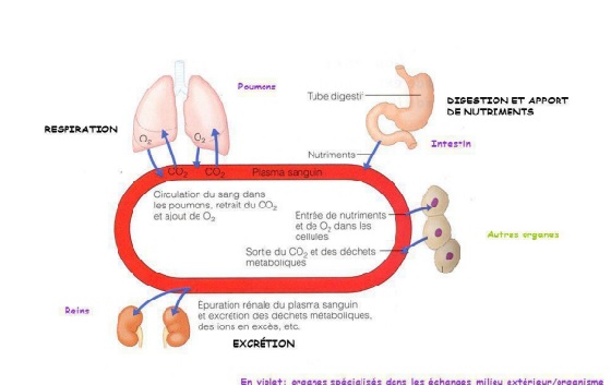 Les systèmes de la Fonction de nutrition